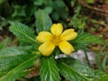 Eight o& x27;clock flower & x28; Turnera & x29; on nature background having water drops