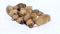 One-week-old cute brown puppies