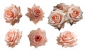 Eight orange rose flowers bouquet on white background, nature, object, love, valentine, vintage