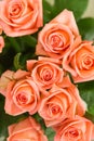 Eight orange roses in green