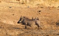 Eight oxpeckers sitting on a warthog, Namibia