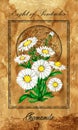 Eight of pentacles. Minor Arcana tarot card with Chamomile and magic seal