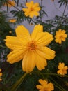 eight petalled orange colour flower