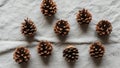 Eight pine cones are arranged on a textured light gray fabric Royalty Free Stock Photo