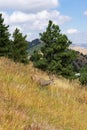 Eight point buck wild deer in Colorado