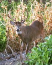 Eight Point Trophy Whitetail Deer