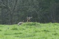 An eight point Whitetail buck bedded down in a sunny meadow