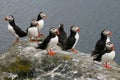 Eight puffins