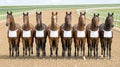 Eight Racehorses Standing on Racetrack with Blank Saddlecloths Royalty Free Stock Photo