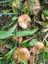 Eight Ryzhikov - the king of mushrooms.