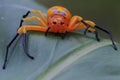 An eight-spotted crab spider awaits its prey on the leaves.