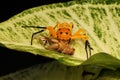 An eight-spotted crab spider preying on a cricket.