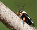 Eight Spotted Forester (Alypia octomaculata)