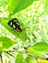 Eight spotted forester moth on a plum tree leaf