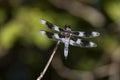 Eight Spotted Skimmer Dragonfly