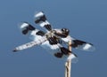 Eight Spotted Skimmer - Libellula forensis