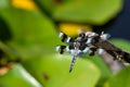 An eight-spotted skimmer Libellula forensis dragonfly perched on a tree branch up close showing off beautiful black and white