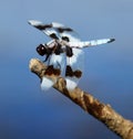 Eight-spotted skimmer (Libellula forensis) Royalty Free Stock Photo
