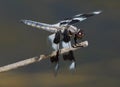 Eight Spotted Skimmer - Libellula forensis