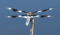 Eight Spotted Skimmer - Libellula forensis