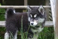 Eight Week Old Alusky Pup Looking Through Grass