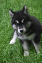 Eight Week Old Alusky Puppy Sitting in Grass