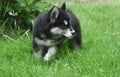 Eight Week Old Alusky Puppy on a Summer Day Royalty Free Stock Photo