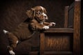 eight-week old puppy learning how to jump from one piece of furniture to another