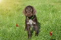 Czech pointer dog/  eight - week puppy of hunter dog named Cesky fousek Royalty Free Stock Photo