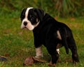 Eight weeks old puppy Old English Bulldog Royalty Free Stock Photo