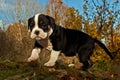 Eight weeks old puppy Old English Bulldog Royalty Free Stock Photo