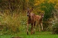 Eight weeks young wild Roe deer, Capreolus capreolus Royalty Free Stock Photo