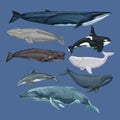 eight whales animals sealife Royalty Free Stock Photo
