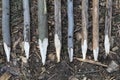 Eight wooden stakes. Royalty Free Stock Photo