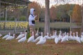 Eight years boy is feeding for flock of American white ibis bird