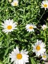 Eight yellow and white daisies in field