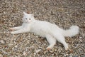 Eighteen Month Old White Tom Cat Royalty Free Stock Photo