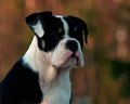 Eighteen weeks old female puppy Old English Bulldog Royalty Free Stock Photo