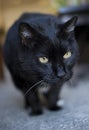 Eighteen year-old cat Royalty Free Stock Photo