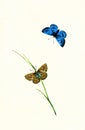 Antique Illustration of Colourful Insect