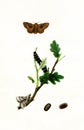 Antique Illustration of Striking Moth