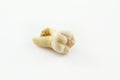 Eighth lower tooth removed together with a piece of bone tissue on paper. Wisdom tooth Royalty Free Stock Photo
