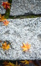 Eikando Temple at Autumn Maple Season. Japan Maple Momiji Season Image. maple leaves at stone ladder.