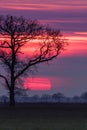 Eikenboom bij zonsondergang, Oak Tree at sunset Royalty Free Stock Photo