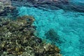 Coral Beach Nature Reserve in Eilat, Israel. View of a coral reef through the water near the Marine underwater Observatory Royalty Free Stock Photo