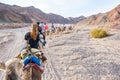 Group, caravan of camels with tourists walking in a row in Eilat desert Royalty Free Stock Photo