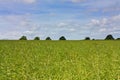 Eildon Hills rapeseed