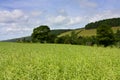 Eildon Hills rapeseed Royalty Free Stock Photo