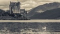 Eilean Donan Castle with Seagull