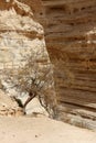 Ein Avdat Canyon, Israel